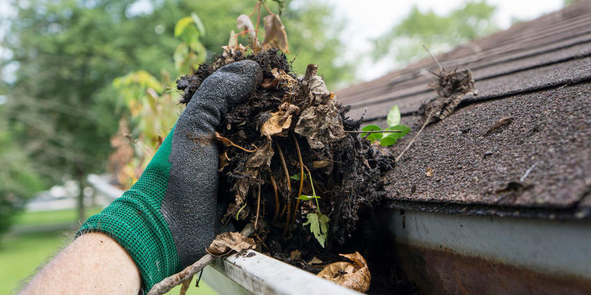 Pests, Insects, and Disease Drawn by Clogged Gutters and Pooled Water